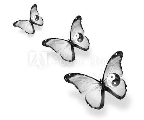 Three dao flag butterflies, isolated on white  Zwierzęta Obraz