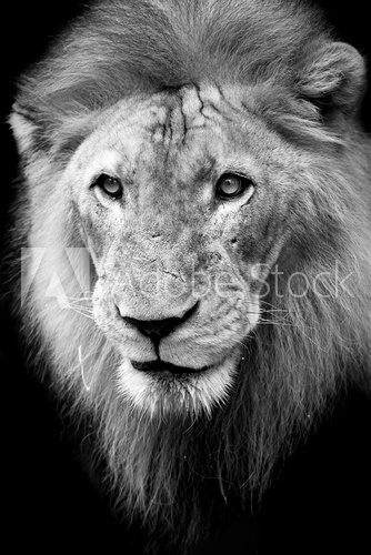 Lion portrait  Zwierzęta Obraz