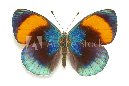 Exotic butterfly Asterope sapphira  Zwierzęta Obraz