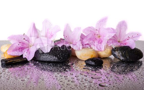 Pink flowers and black stones  Obrazy do Salonu SPA Obraz