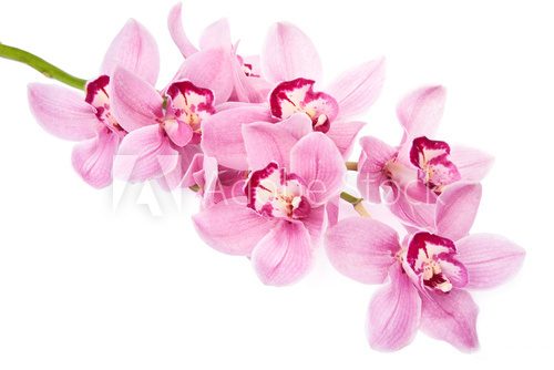 pink orchid flowers isolated  Obrazy do Salonu SPA Obraz