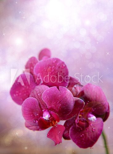 Beautiful blooming orchid  on light color background  Obrazy do Salonu SPA Obraz