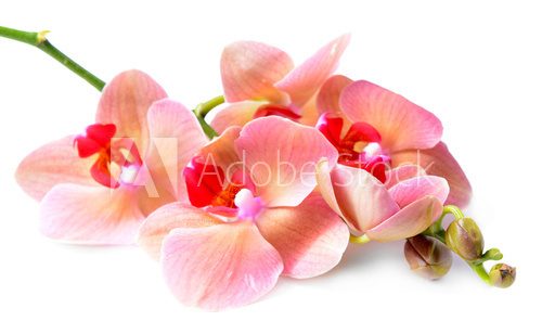 Beautiful blooming orchid isolated on white  Obrazy do Salonu SPA Obraz