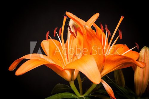 lilies on a black background  Obrazy do Salonu SPA Obraz