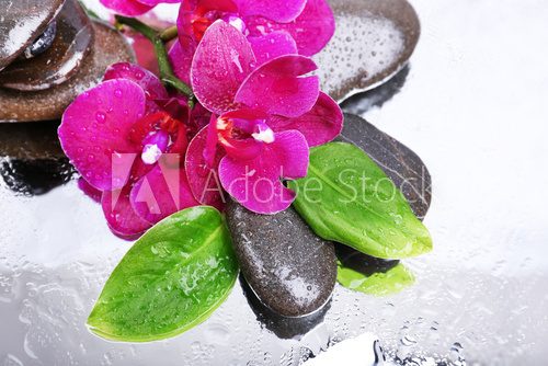 Composition with beautiful blooming orchid with water drops and  Obrazy do Salonu SPA Obraz