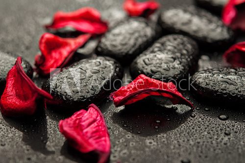background spa. black stones and red petals with water droplets  Obrazy do Salonu SPA Obraz