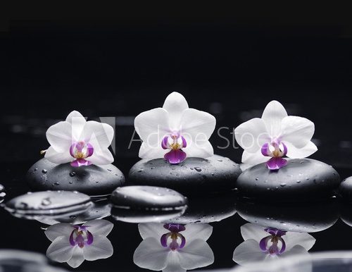orchid flower and stones in water drops  Kwiaty Obraz