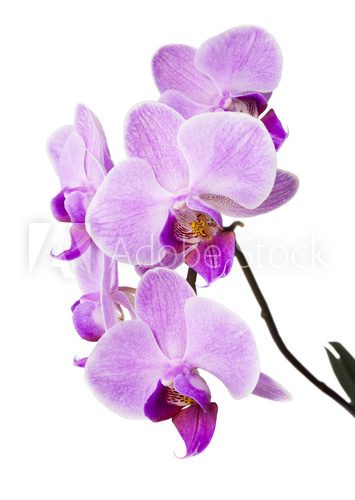 Light purple orchid isolated on white  Kwiaty Obraz