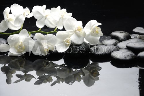 Close up white orchid with stone water drops  Kwiaty Obraz