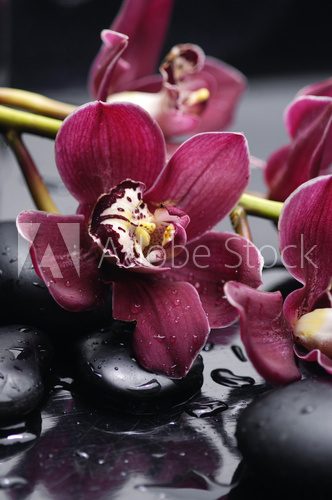 set of branch gorgeous red orchid on stones reflection  Kwiaty Obraz