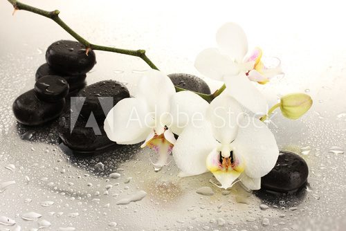 Spa stones and orchid flowers, isolated on white.  Kwiaty Obraz