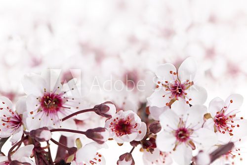 Cherry blossoms  Kwiaty Obraz