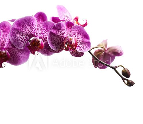 Purple orchid flowers isolated on white background  Kwiaty Obraz