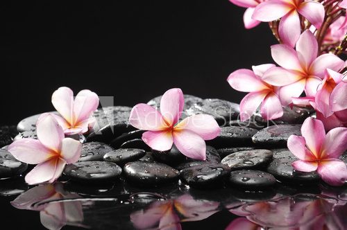 Set of frangipani with zen stones  Kwiaty Obraz