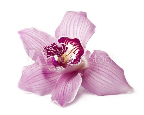 Pink orchid on a white background  Kwiaty Obraz