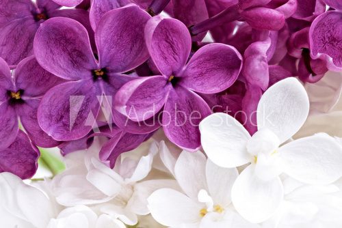 Beautiful Bunch of violet and white Lilac  Kwiaty Obraz