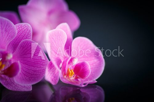 beautiful  Phalaenopsis  Kwiaty Obraz