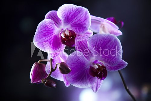 Orchid  Kwiaty Obraz