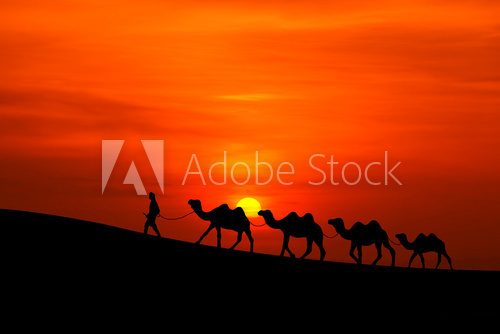 camel caravan sillhouette with sunset  Krajobrazy Obraz
