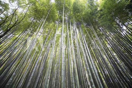 Bambusowy gąszcz w zieleni Fototapety do Sypialni Fototapeta