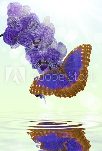 Odbicie barwnego motyla Kwiaty Fototapeta