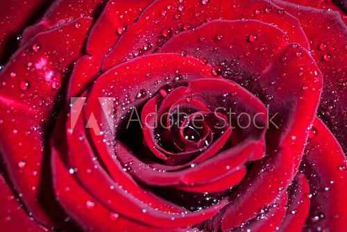 Czerwona róża - ujęcie makro Kwiaty Fototapeta