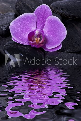 W lustrzanym odbiciu tafli wody Kwiaty Fototapeta