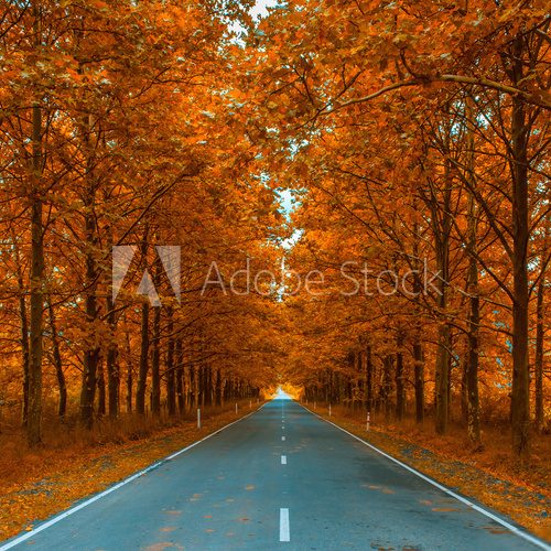 autumnal alley  Fototapety Uliczki Fototapeta