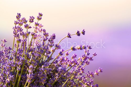 Lavender flowers bloom summer time  Prowansja Fototapeta
