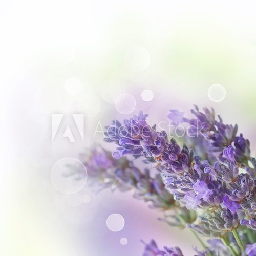 Fresh lavender  Prowansja Fototapeta