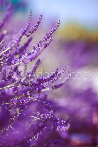 Lavender Flowers  Prowansja Fototapeta