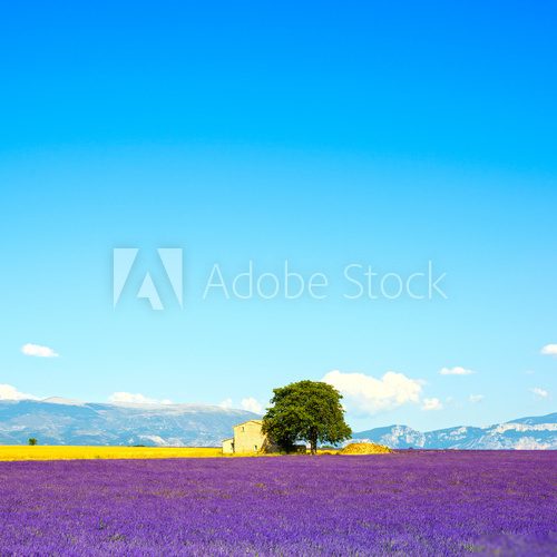 Lavender flowers blooming field, house and tree. Provence, Franc  Prowansja Fototapeta