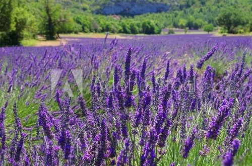 Lavendelfeld - lavender field 106  Prowansja Fototapeta