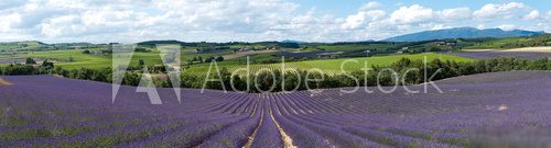 champ de lavande - Provence  Prowansja Fototapeta