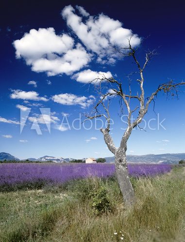 lavender fields provence france  Prowansja Fototapeta