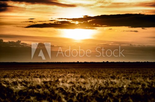 evening wheat field. summer landscape  Fototapety Sepia Fototapeta