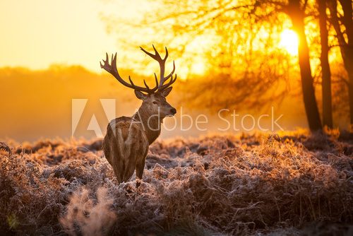 Red Deer in morning Sun.   Las Fototapeta