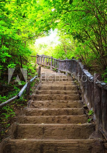 Stairway to forest  Las Fototapeta