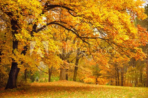 Autumn / Gold Trees in a park  Las Fototapeta