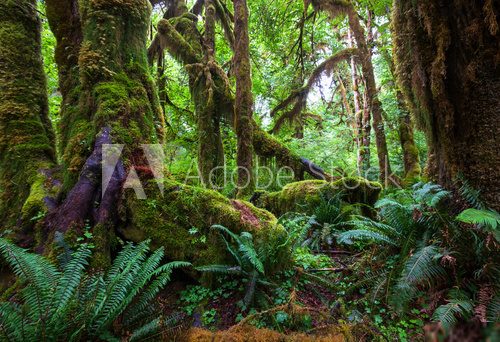 Rain forest  Las Fototapeta