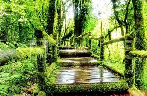 Moss around the wooden walkway in rain forest, Thailand  Las Fototapeta