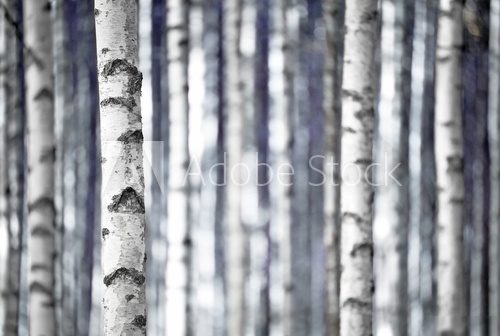 Birch trees  in blue  Las Fototapeta