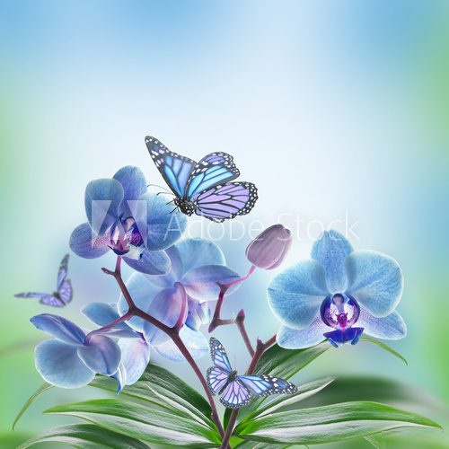 Floral background of tropical orchids and  butterfly  Motyle Fototapeta