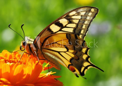 Papilio Machaon butterfly sitting on marigold flower  Motyle Fototapeta