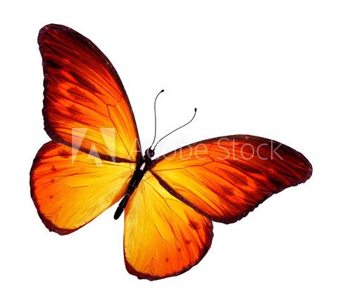 Orange butterfly, isolated on white background  Motyle Fototapeta