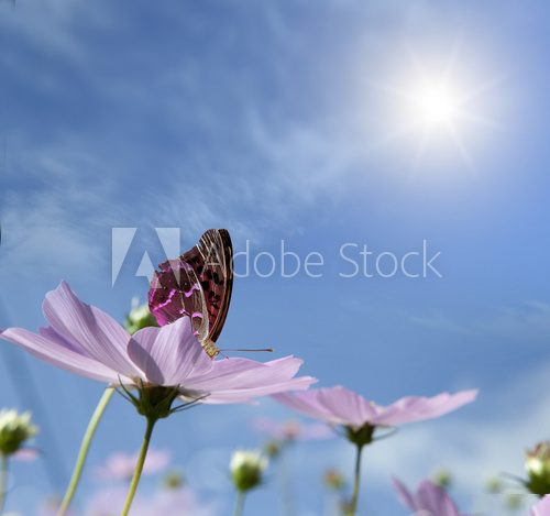 butterfly on a daisy.  Motyle Fototapeta