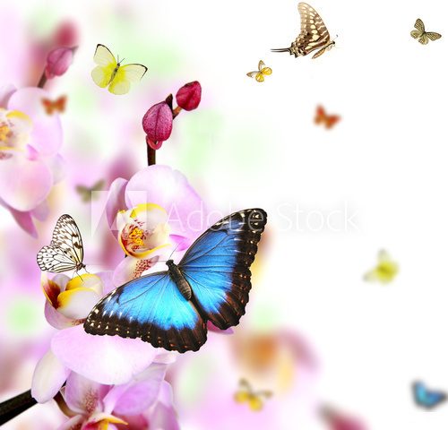 Butterflies on blossoms of orchid, isolated on white background  Motyle Fototapeta