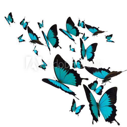 group of butterflies, isolated on white background  Motyle Fototapeta