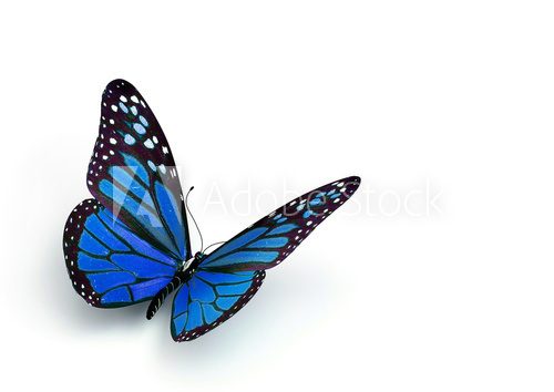 butterfly  Motyle Fototapeta