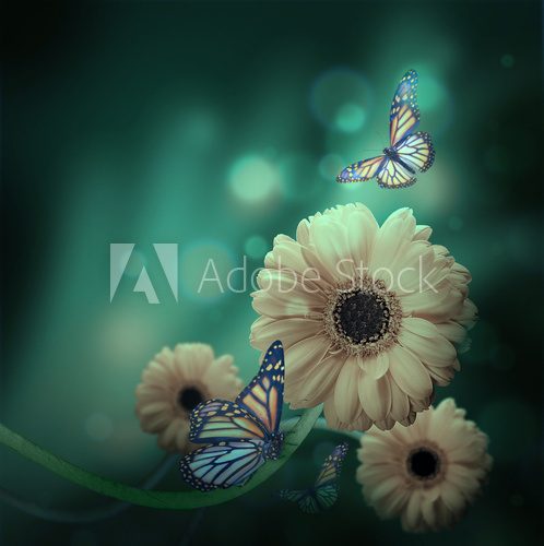 Floral background, gerbery in the rays of light and butterfly  Motyle Fototapeta